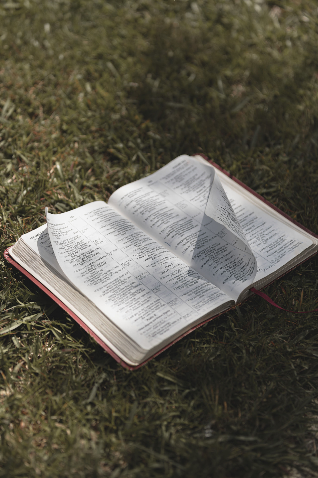 Uppslagen bibel på gräs